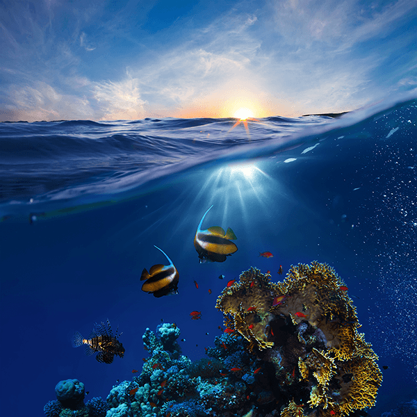 Poster xxl: Coraux des fonds marins
