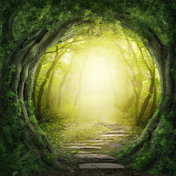 Poster xxl: Les forêts perdues