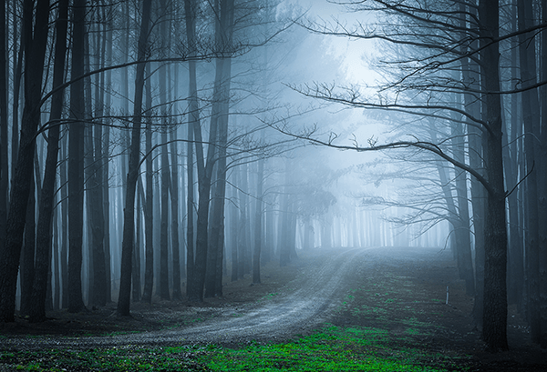 Poster xxl: La forêt noire