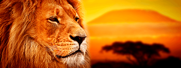 Poster xxl: Lion d'Afrique Panoramique
