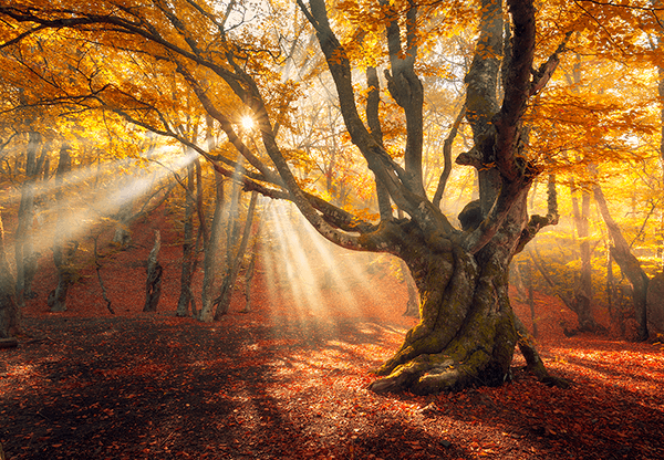 Poster xxl: Grand Chêne en automne