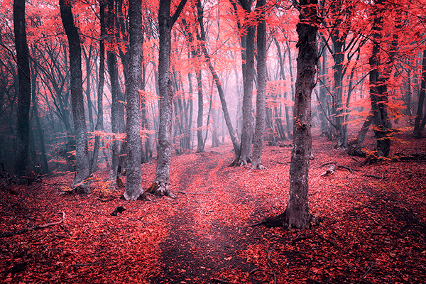 Poster xxl: La forêt rouge