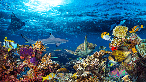 Poster xxl: Tortue dans les courants marins