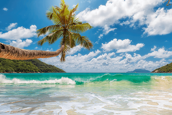 Poster xxl: Palmier au bord de la mer