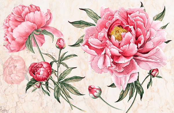 Poster xxl: Pivoine, fleur de la mariée