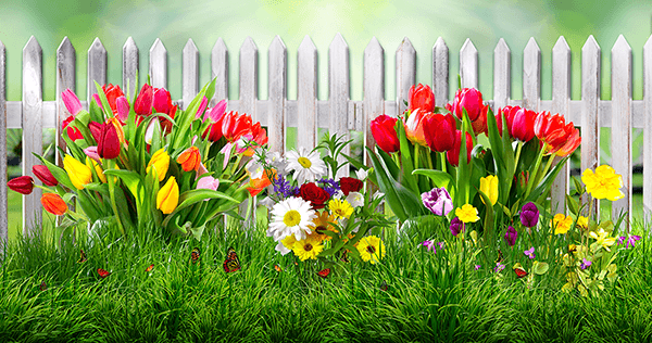 Poster xxl: Clôture avec tulipes