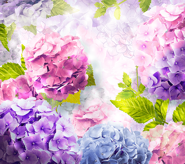 Poster xxl: Hortensias violettes et roses