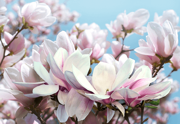 Poster xxl: Fleurs de Tranquillité