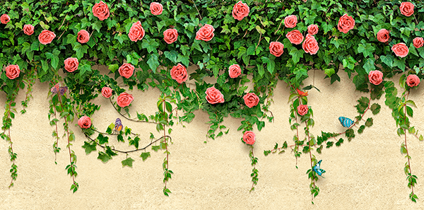 Poster xxl: Lierre et roses