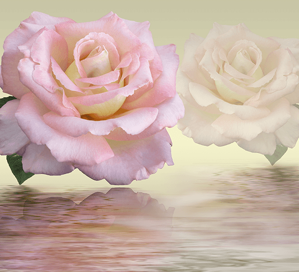 Poster xxl: Roses Laetitia Casta
