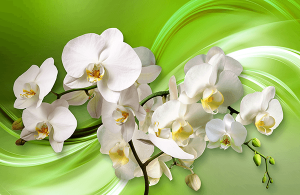 Poster xxl: Orchidées sur vert