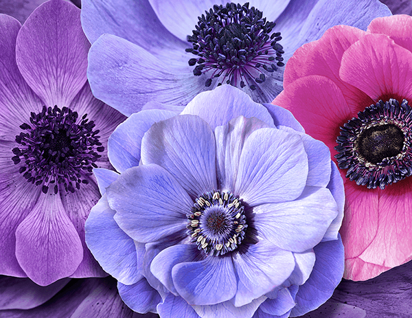 Poster xxl: Fleurs aux tons froids
