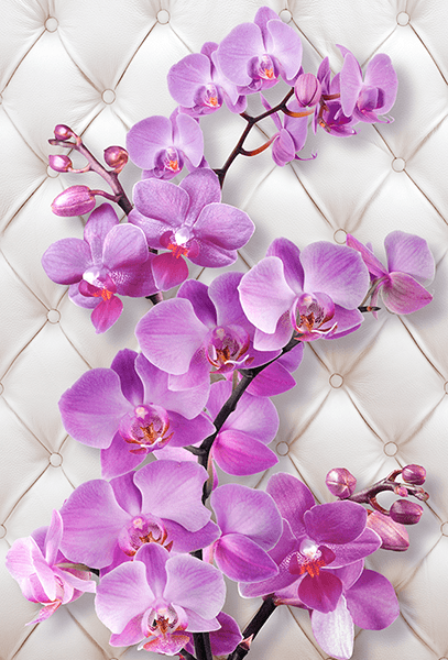 Poster xxl: Orchidée violette sur une tête de lit