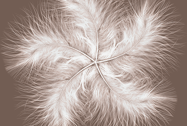 Poster xxl: Spirale de plumes