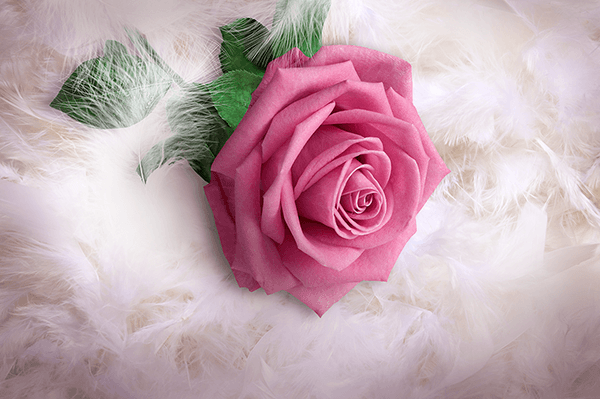 Poster xxl: Rose entre les plumes