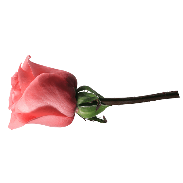 Stickers muraux: Rose