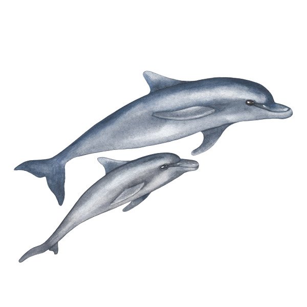 Stickers muraux: Dauphins