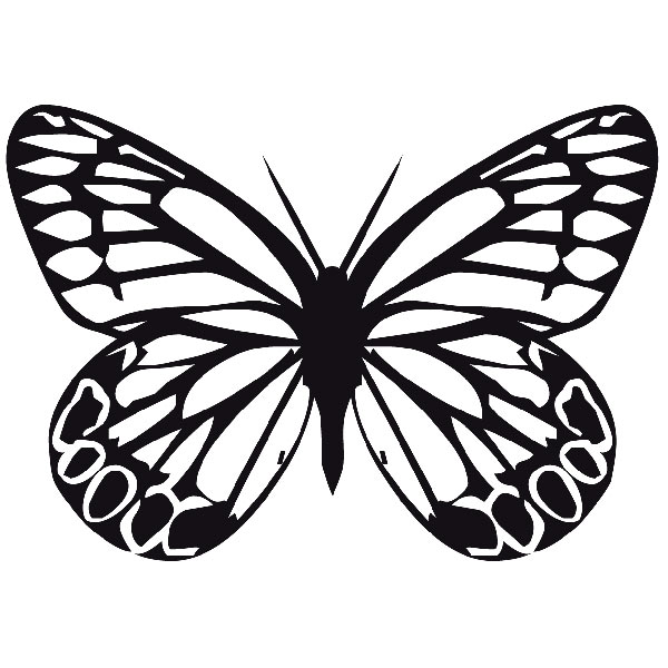 Stickers muraux: Papillon Tatochila Mâle