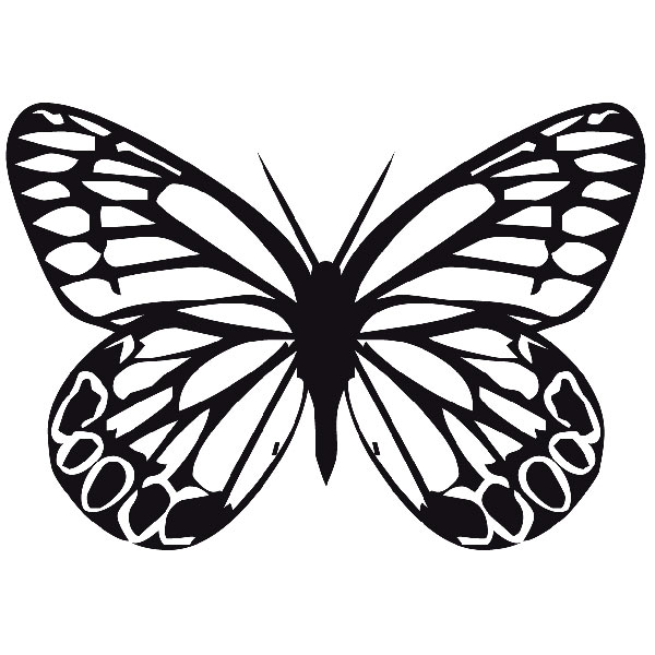 Stickers muraux: Papillon Tatochila Mâle