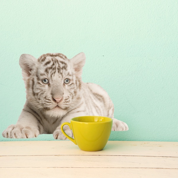 Stickers muraux: Tigre blanc Cub