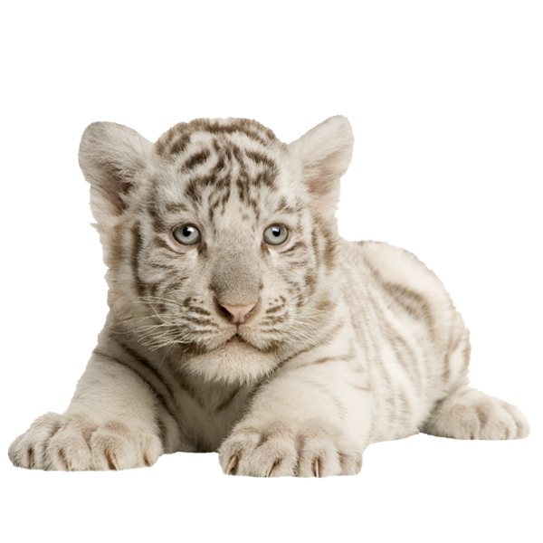 Stickers muraux: Tigre blanc Cub