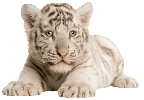 Stickers muraux: Tigre blanc Cub