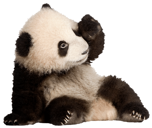 Stickers muraux: Élevage de panda bear