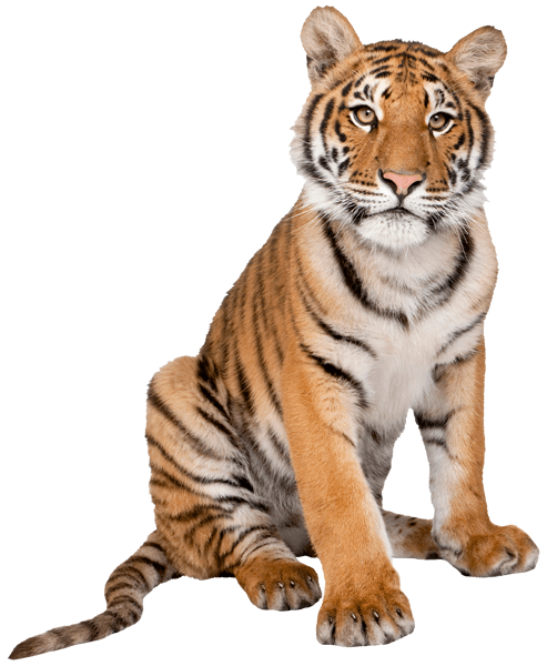 Stickers muraux: Jeune tigre de Sibérie