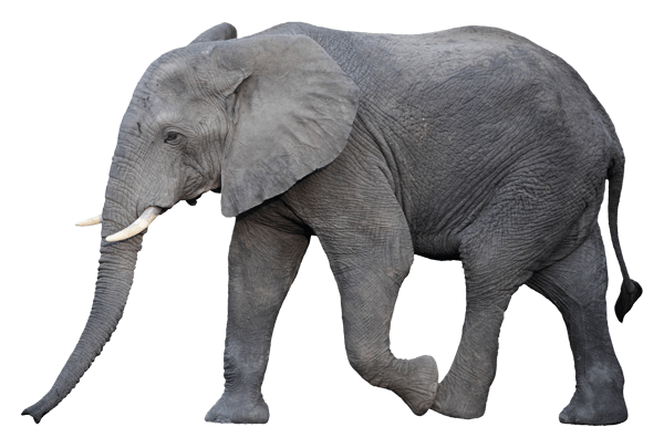 Stickers muraux: Éléphant marche