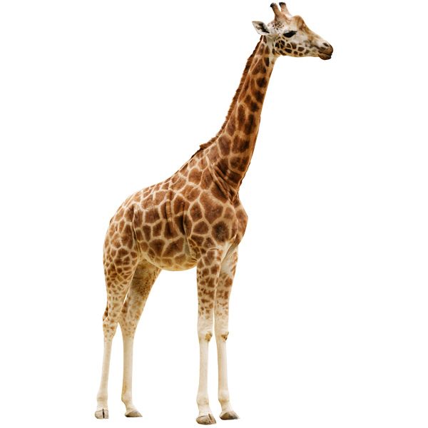 Stickers muraux: Corps entier de la girafe