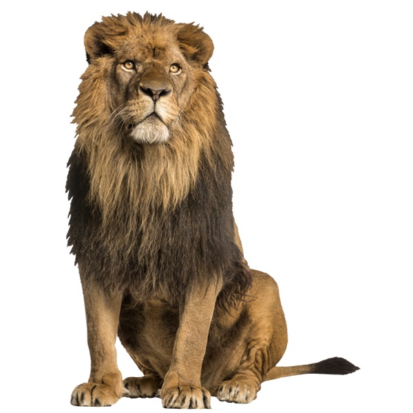 Stickers muraux: Lion mâle alpha