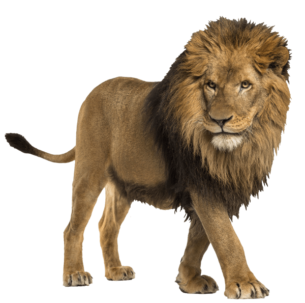 Stickers muraux: Lion vigilant