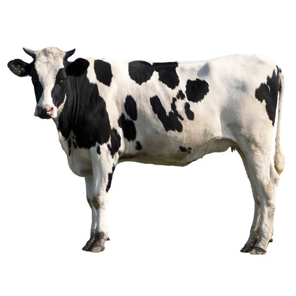 Stickers muraux: Vache Holstein