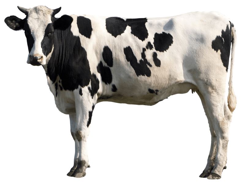 Stickers muraux: Vache Holstein