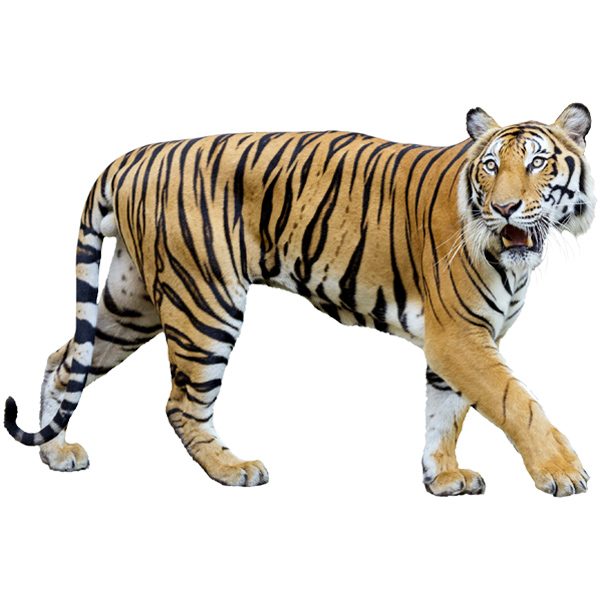 Stickers muraux: Tigre traquer