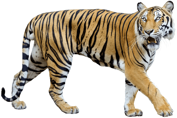 Stickers muraux: Tigre traquer