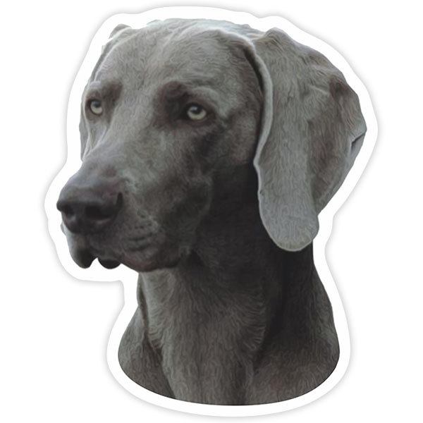 Autocollants: Weimaraner