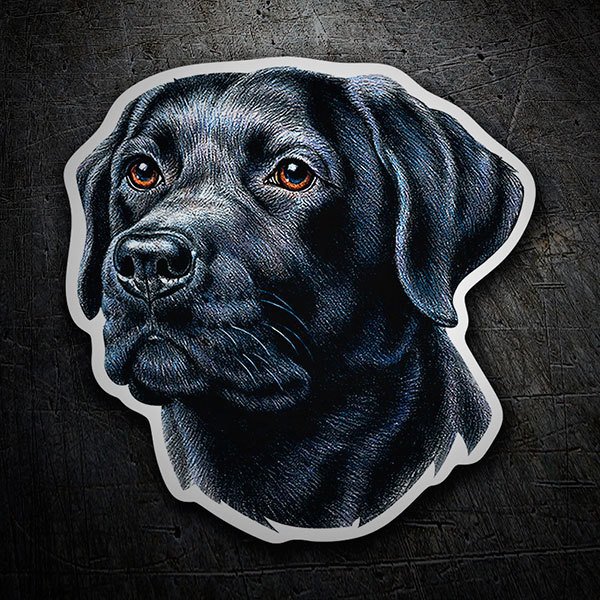Autocollants: Labrador retriever noir