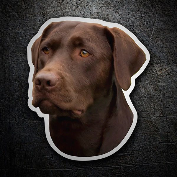 Autocollants: Labrador Retriever Chocolat