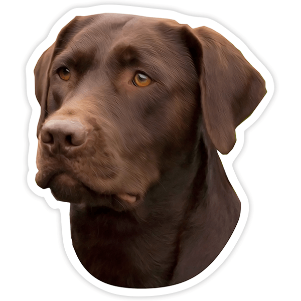 Autocollants: Labrador Retriever Chocolat 0