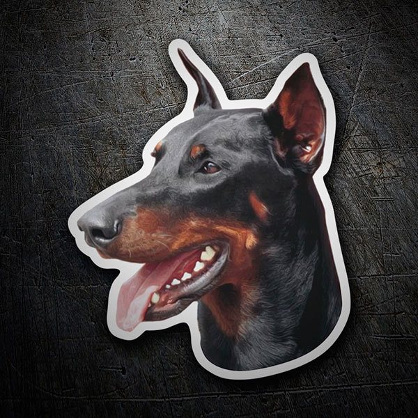 Autocollants: Doberman