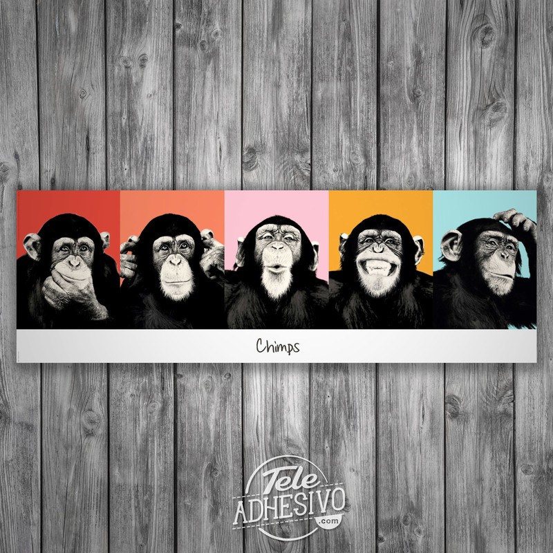 Stickers muraux: Poster adhésif 5 Chimpanzés