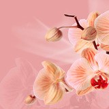 Stickers muraux: Orchidées roses 3