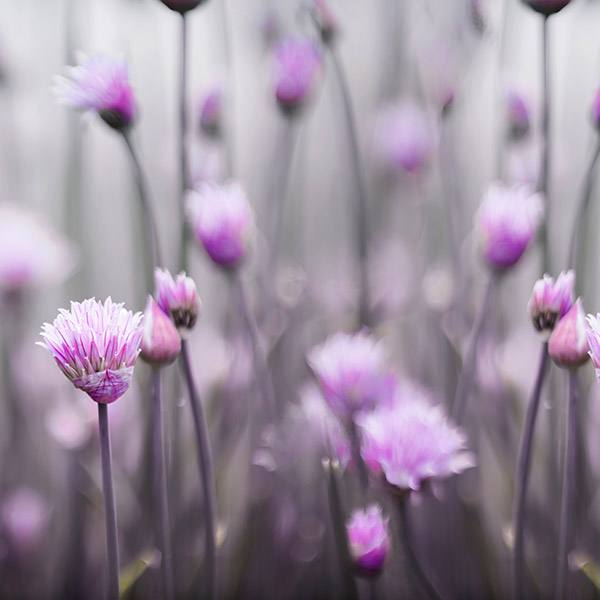 Stickers muraux: Fleurs violettes