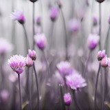 Stickers muraux: Fleurs violettes 3