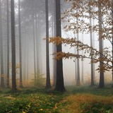 Stickers muraux: Brouillard dans la forêt 3