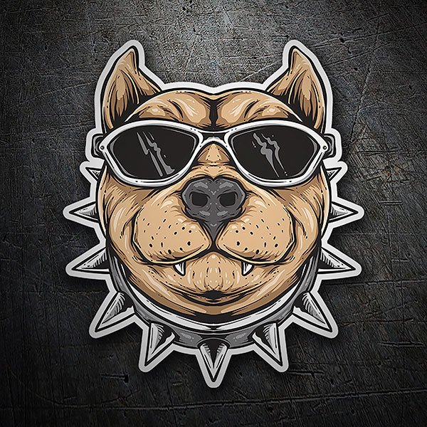 Pitbull &agrave; lunettes de soleil 0