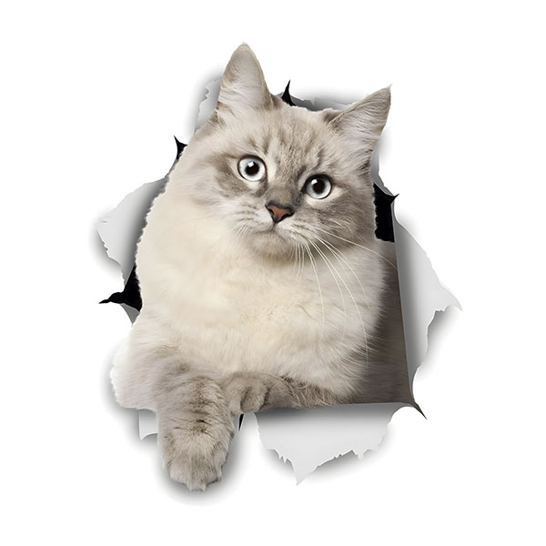 Stickers muraux: Le chat sort à travers le mur