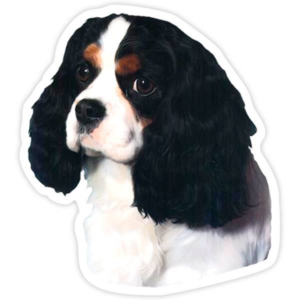 Autocollants: Épagneul Cavalier King Charles