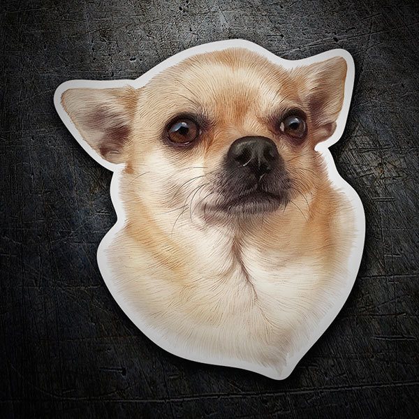 Autocollants: Chihuahua